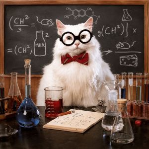 Gems-Cats-How-Cats-Can-Help-With-ADHD_3