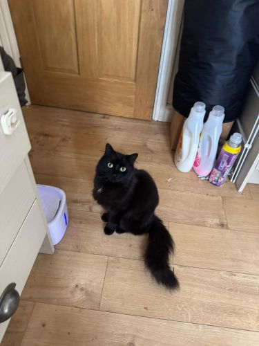 Cat-Enrichment-Visits-Thorpe-On-The-Hill-Bruno