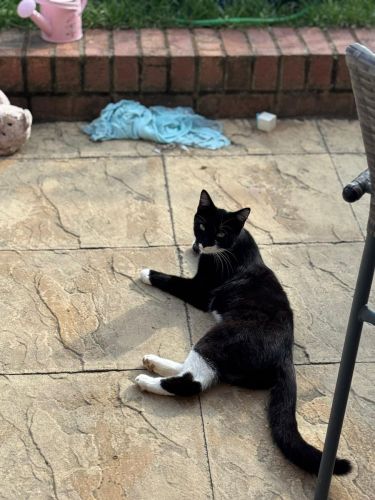 Cat-Enrichment-Visits-Thorpe-On-The-Hill-Figaro