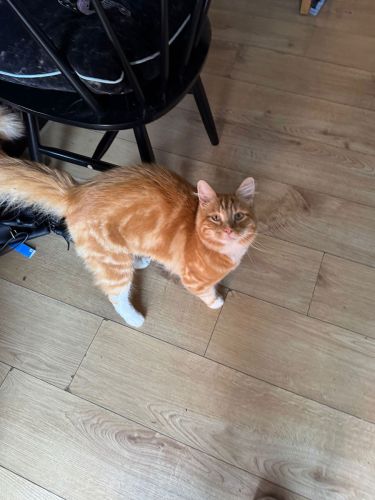 Cat-Enrichment-Visits-Thorpe-On-The-Hill-Marshall
