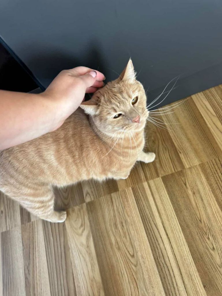 Cat Feeding & Care Visits Waterside North Lincoln