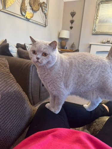 Cat-Feeding-Care-Viisits-Welton-Gems-Cats-Betsie