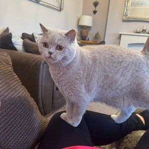 Cat-Feeding-Care-Viisits-Welton-Gems-Cats-Betsie
