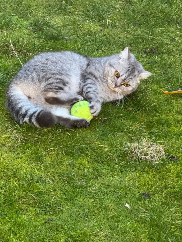 Cat Feeding & Care Visits Welton