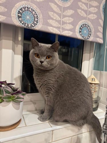 Cat-Feeding-Care-Viisits-Welton-Gems-Cats-Reggie