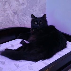 Amora