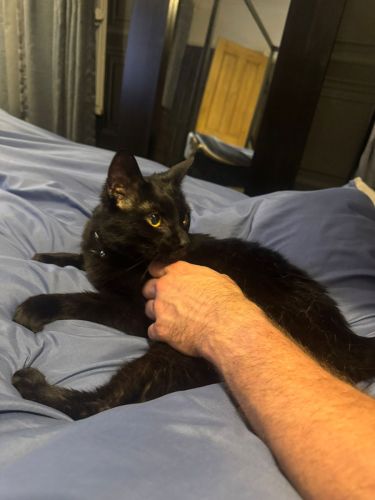 Cat-Overnight-Care-Enrichment-Visit-Lincoln-Asa