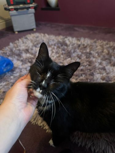Cat-Overnight-Care-Enrichment-Visit-Lincoln-Quinny