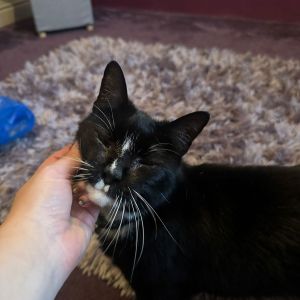 Cat-Overnight-Care-Enrichment-Visit-Lincoln-Quinny