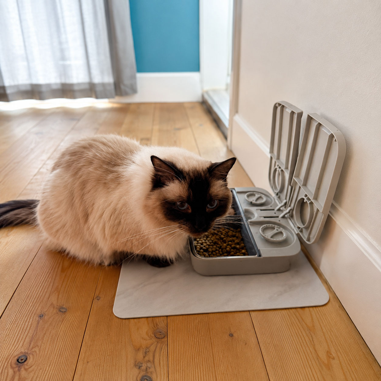 Gems-Cats-Cat-Sitting-Services-Lincoln